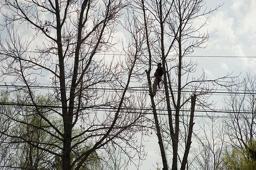 Tree Removal Near Power Lines Murton